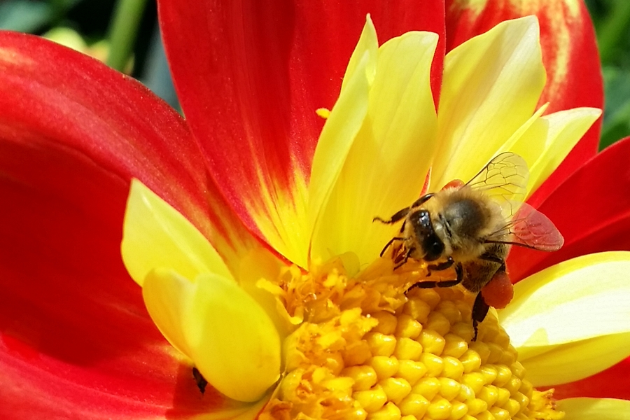 Biene auf rotgelber Dahlie